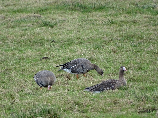 则更多依赖 则更多依赖